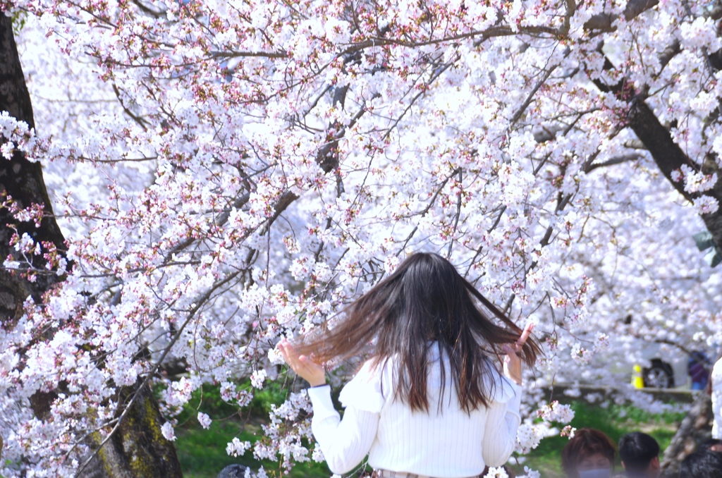 桜満開#2　＠岡崎城公園