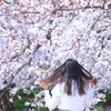 桜満開#2　＠岡崎城公園