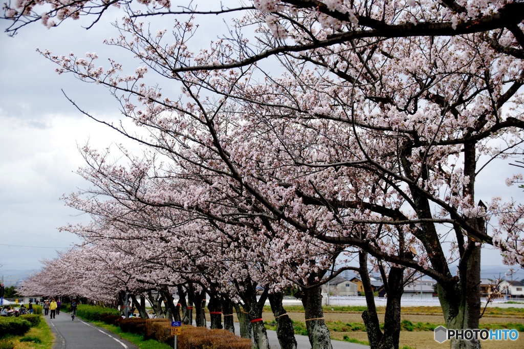 安城自転車道　桜並木