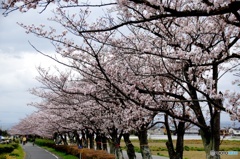 安城自転車道　桜並木