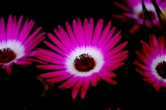 我家のｶﾞｰﾃﾞﾆﾝｸﾞ　調査中