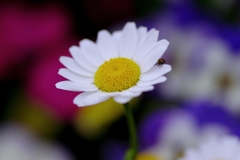 White Garden #2 @ 我家のガーデニング