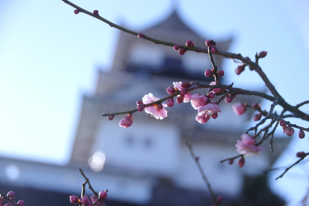 もーすぐ春ですね#1　＠掛川城　