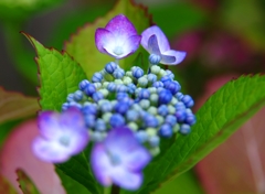 玉入れ（青組）　＠我家のガーデニング