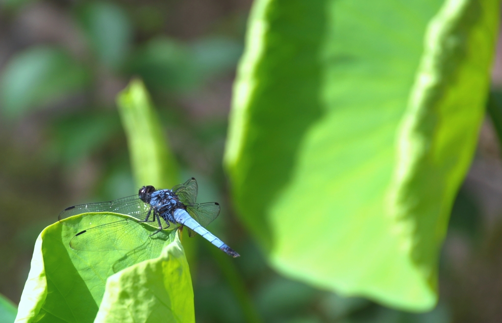 発進準備完了！　＠岩津天満宮