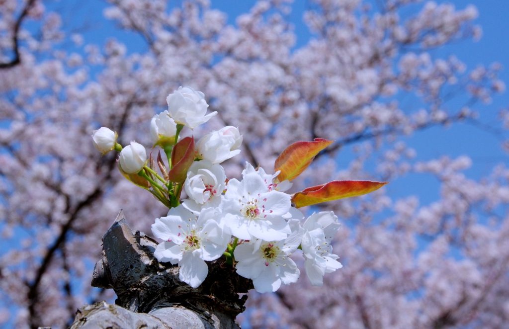 梨の花と桜のコラボ