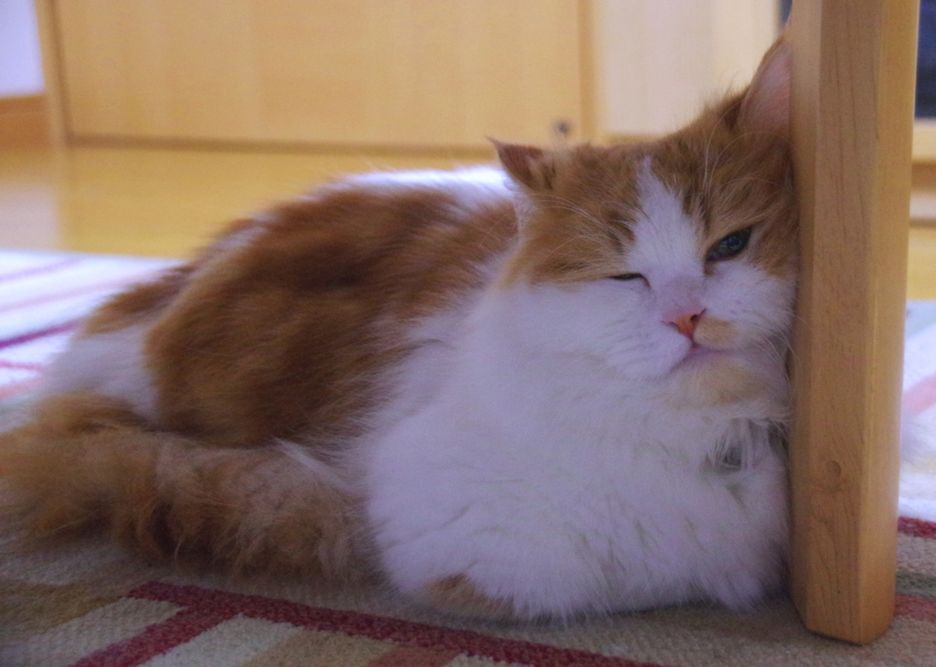 眠たいです。