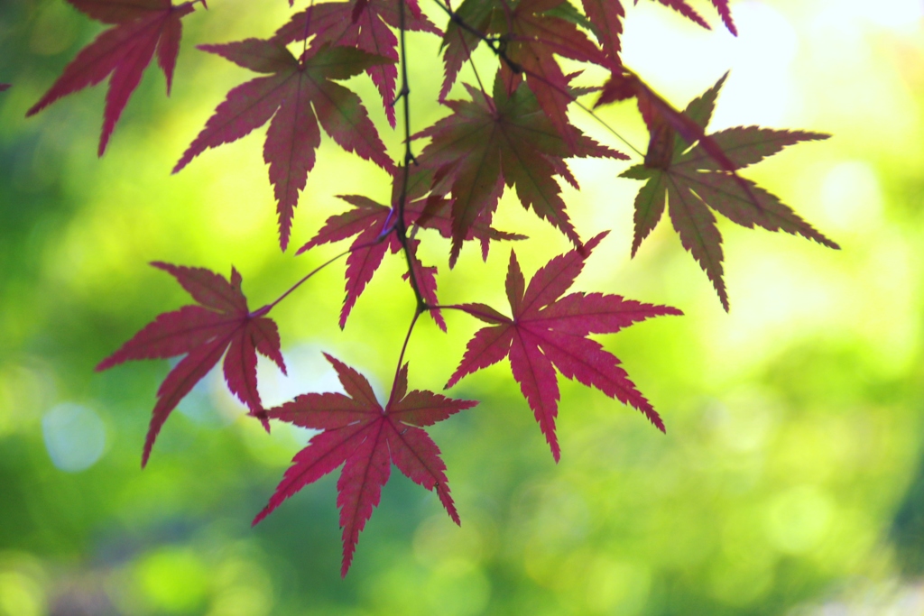 紅葉途中　＠　白鳥庭園