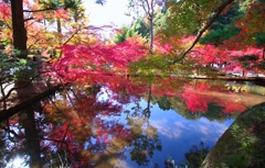 神秘の池＃２　＠曽木公園