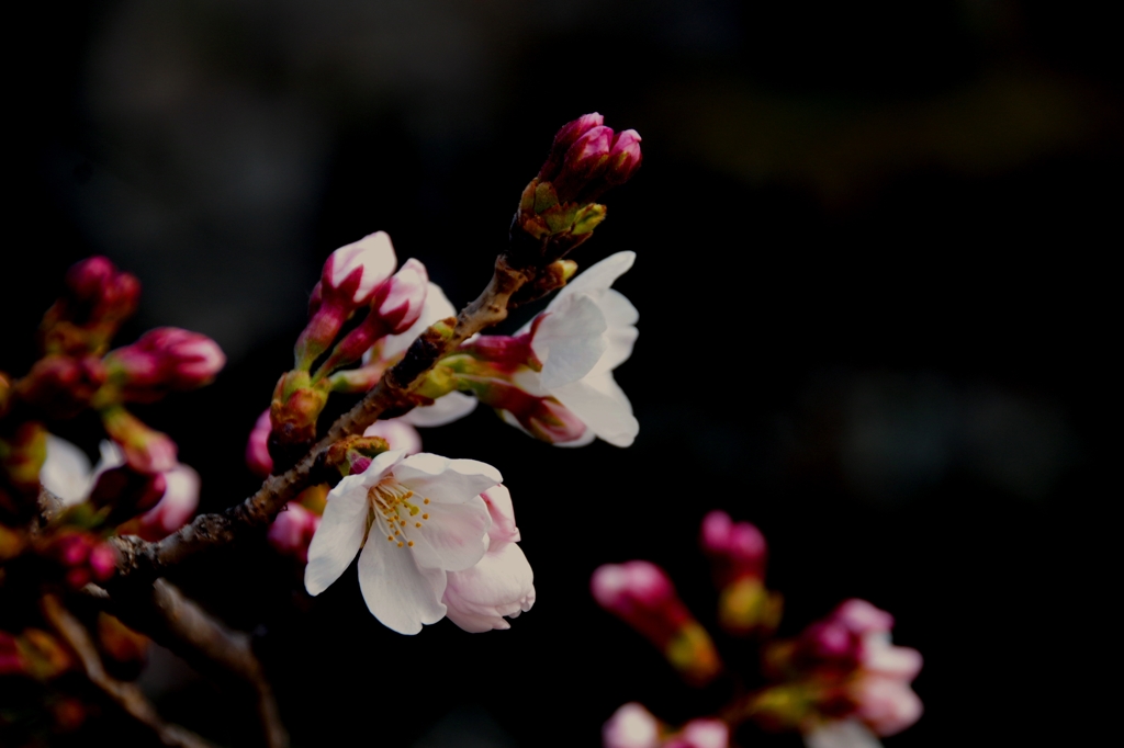 倉敷美観地区　桜咲き始めました。