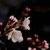 倉敷美観地区　桜咲き始めました。