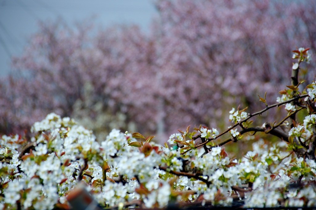 安城梨の花　バックは散り初め桜　＃２