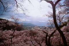 高遠城跡桜祭り#2