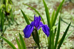 八橋かきつばた＃１