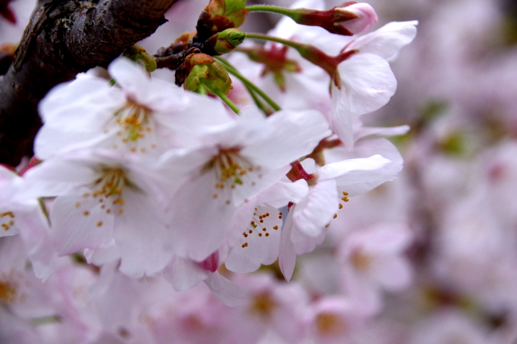 岡崎城公園　桜　満開