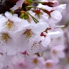 岡崎城公園　桜　満開