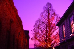 倉敷　アイビースクエア　メタセコイヤ