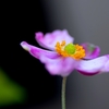 秋明菊（紫）　＠我家のガーデニング　