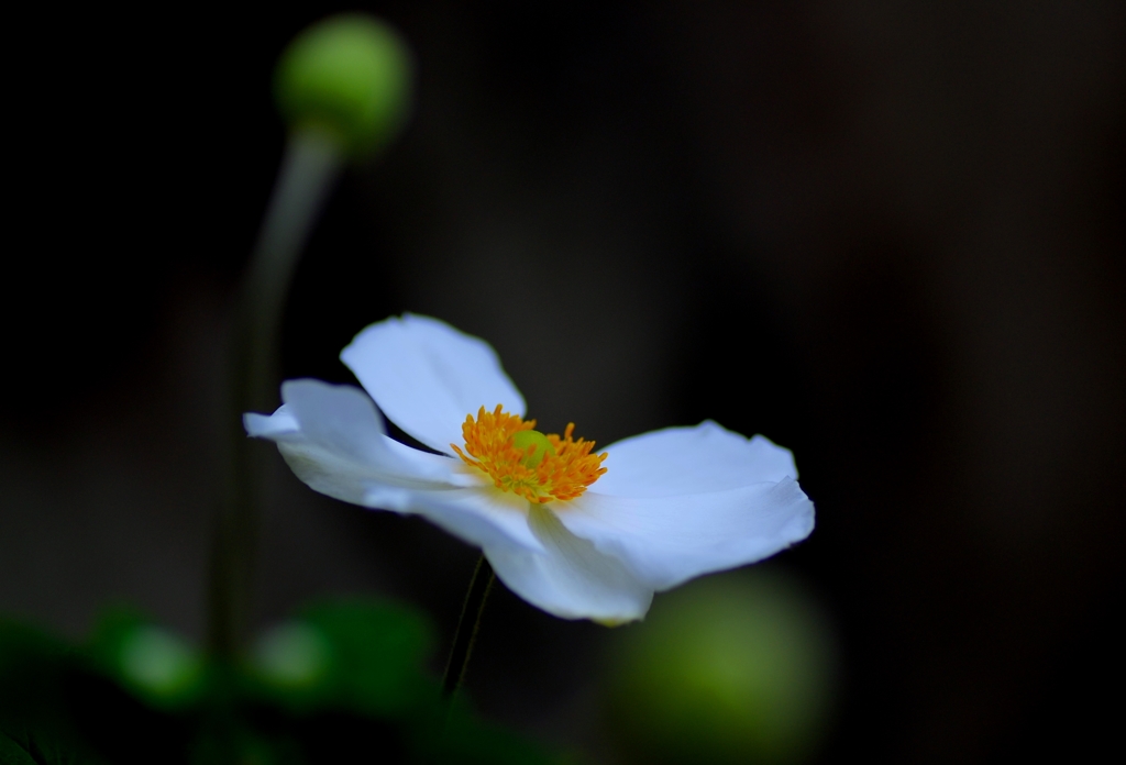 秋明菊（ホワイト）＠我家のガーデニング