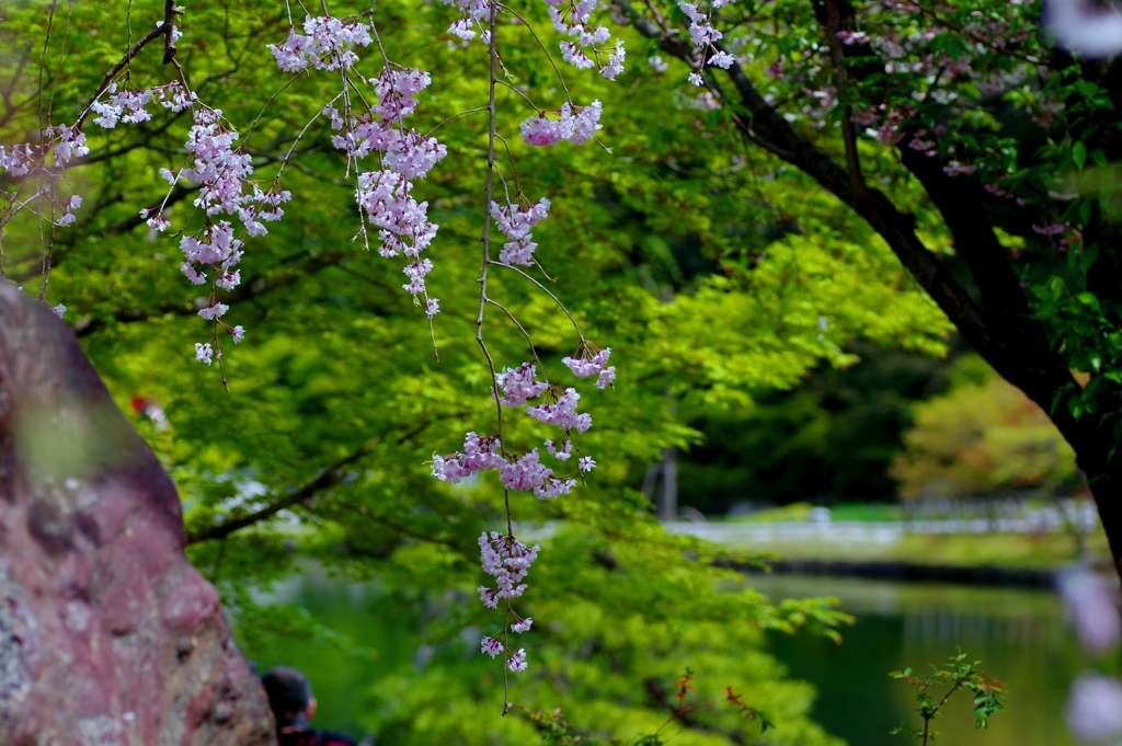 新緑としだれ桜　＠徳川園