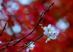 四季桜と紅葉のコラボ　＠岩屋堂