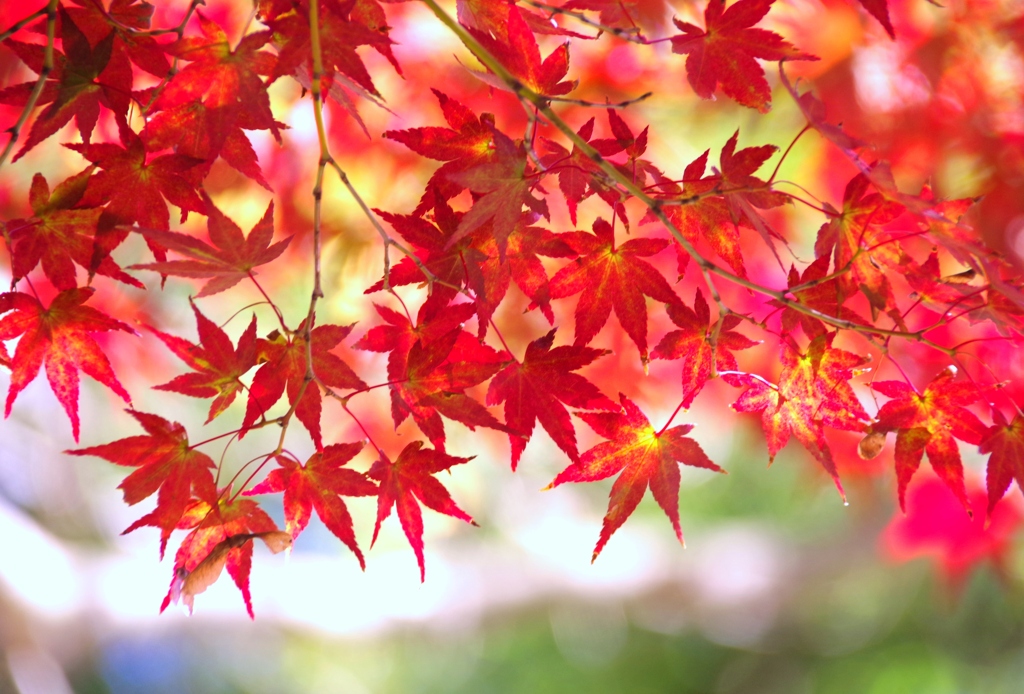 紅葉狩り#1　＠東公園