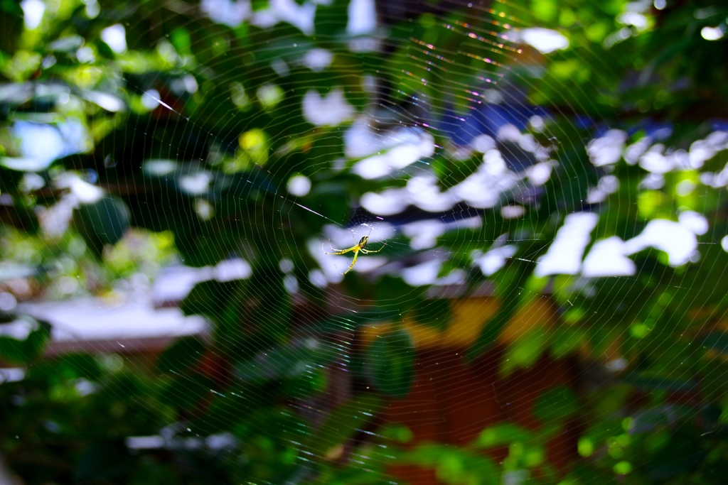 若蜘蛛の糸