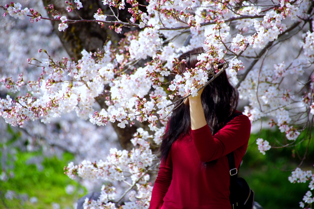 桜満開#3　＠岡崎城公園
