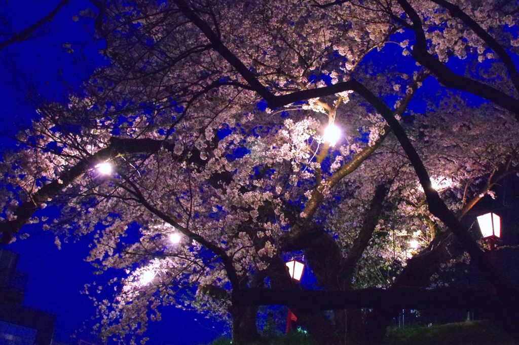 夜桜　＠岡崎城公園