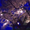 夜桜　＠岡崎城公園