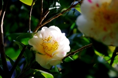 本光寺　椿＃２