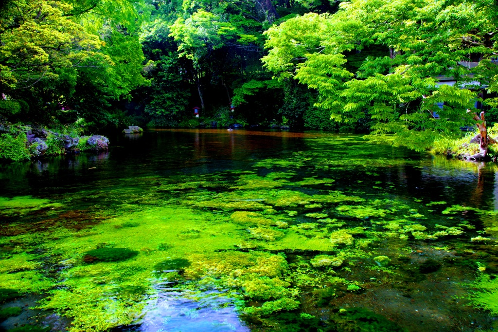 富士の湧水のお池