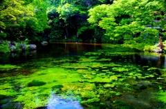 富士の湧水のお池