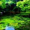 富士の湧水のお池