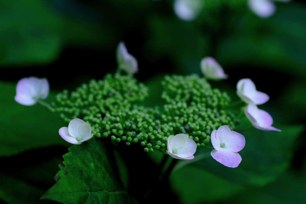 額紫陽花#1 @本光寺