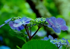 Blue on Green @本光寺  Blue on Green @本光寺
