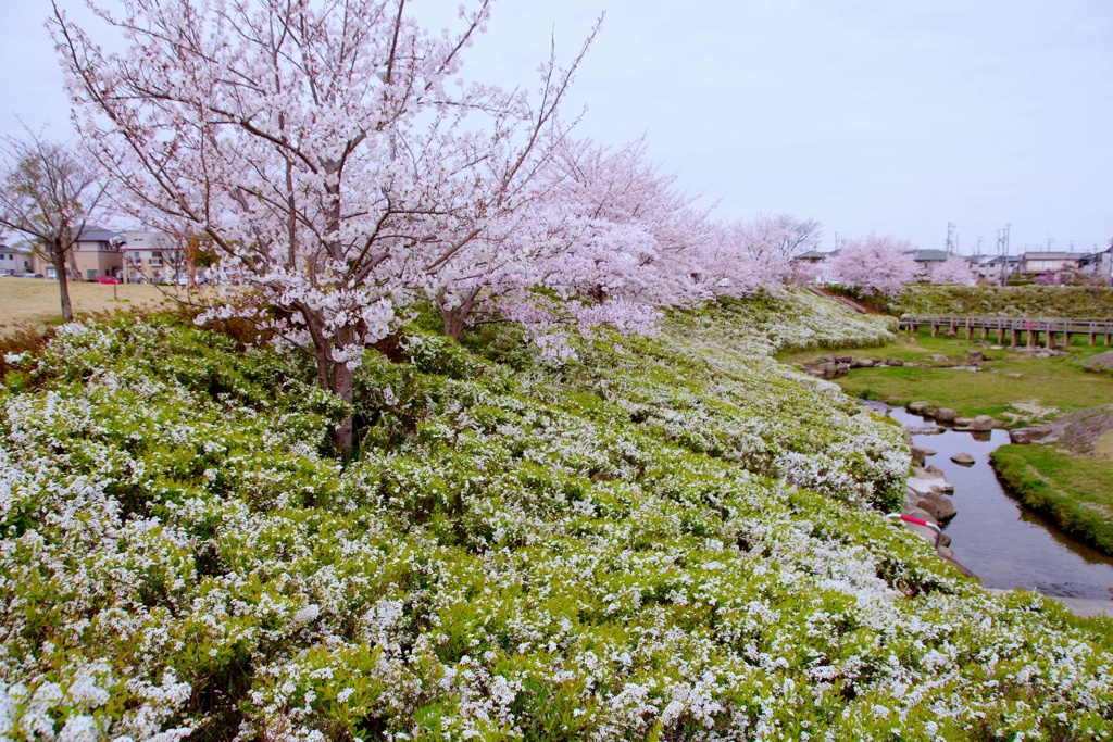 ゆきやなぎと桜のコラボ#4　＠柿田公園