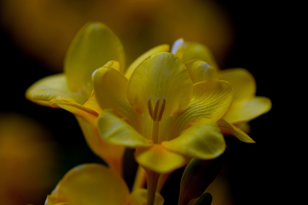いえろー　ふりーじあ　＠デンパーク