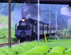 茶畑と　＠大井川鉄道