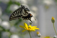 我家のお客さん＃2　バク転？