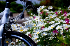 自転車道脇の花壇＃２