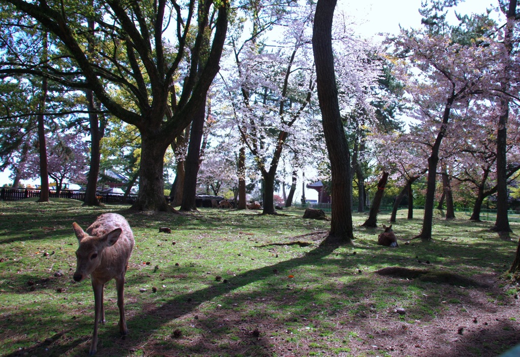 桜散り初める太古の森#2　＠　奈良公園