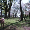 桜散り初める太古の森#2　＠　奈良公園