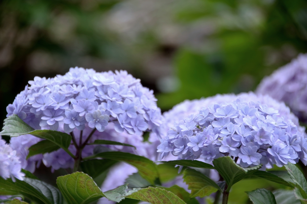 形原温泉紫陽花祭り　＃４