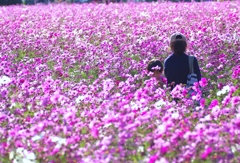 近所のお花畑＃１