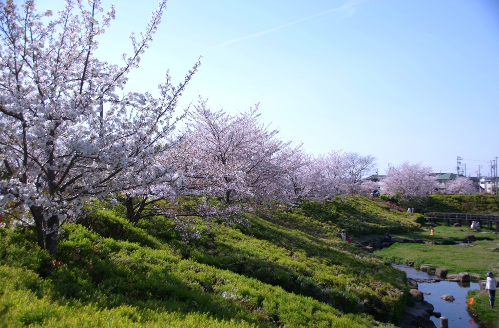 柿田公園の桜　#1