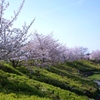 柿田公園の桜　#1