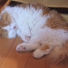 型にはまったにゃあ～