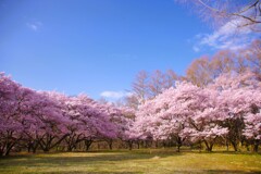 高遠城跡桜祭り#3