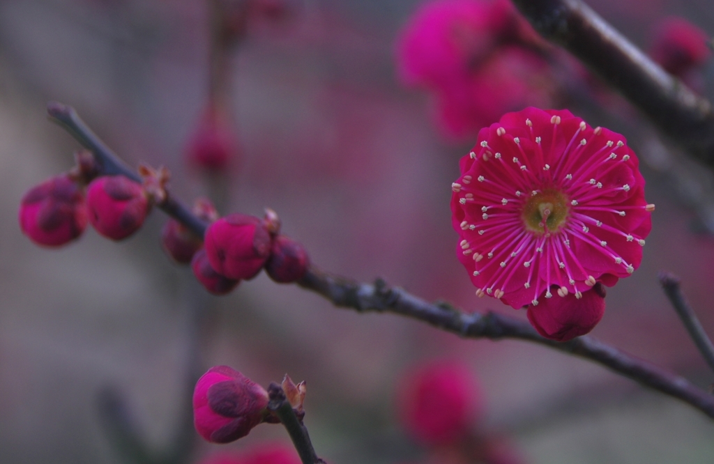 紅梅咲き誇ってます。＠デンパーク